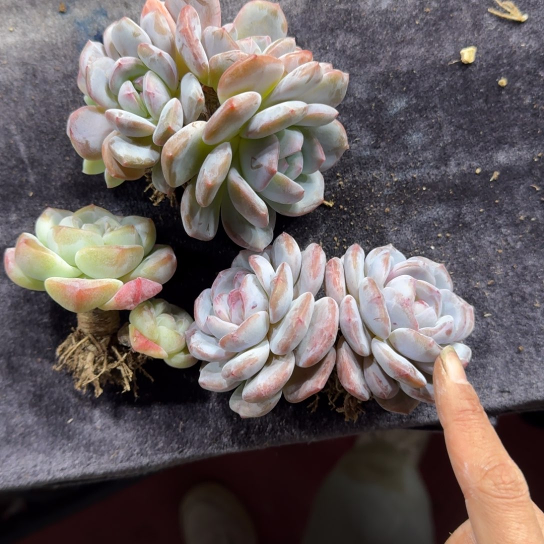 三颗多肉一物一拍