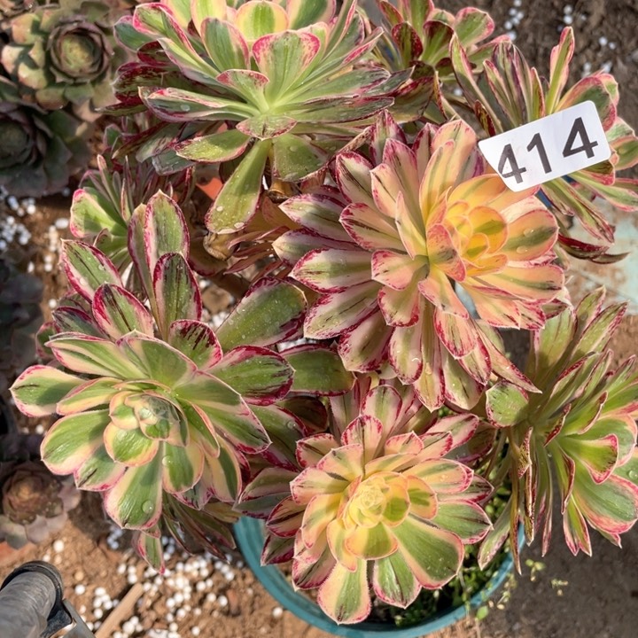 414多肉植物微锦锦锦