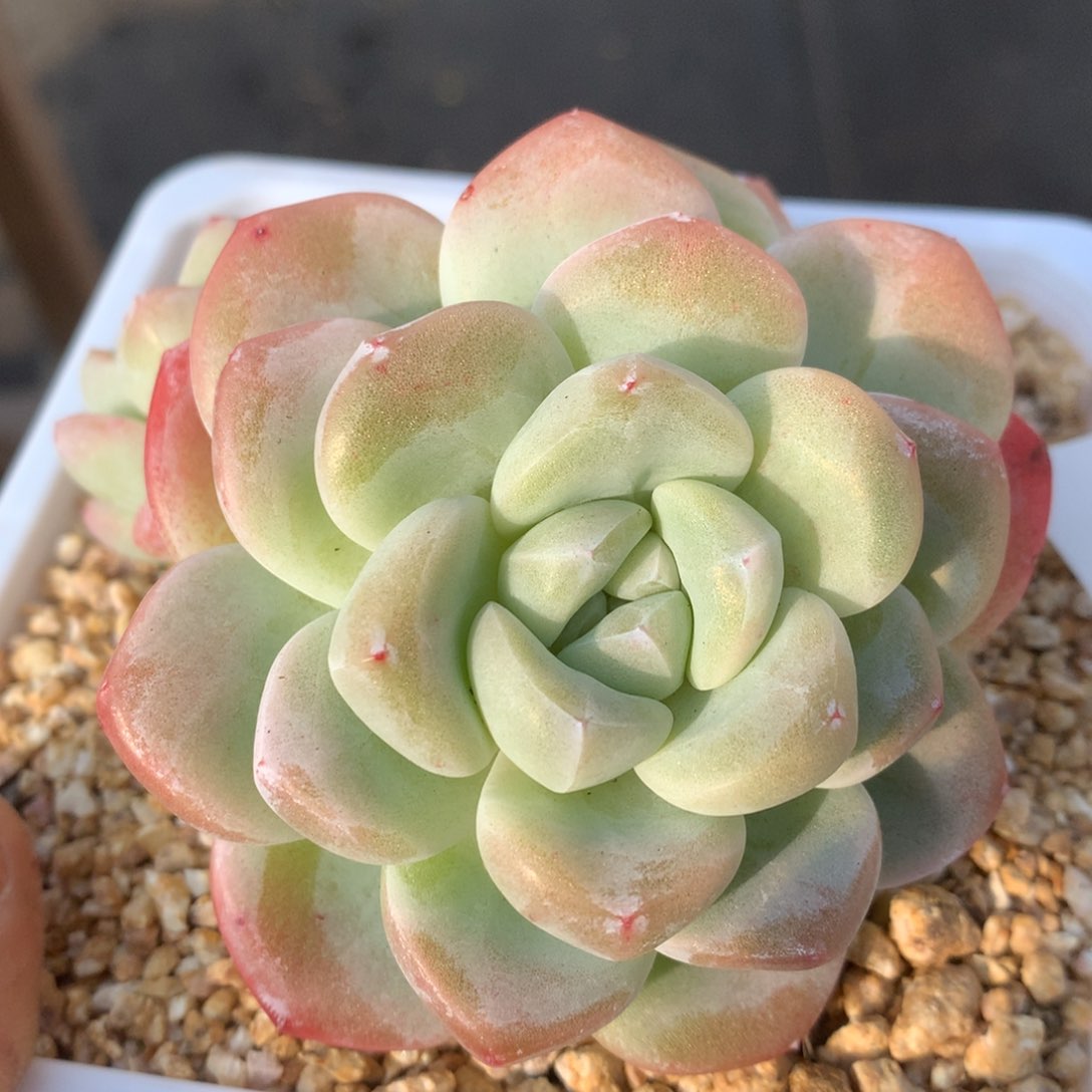 0205-64 冰玉老桩