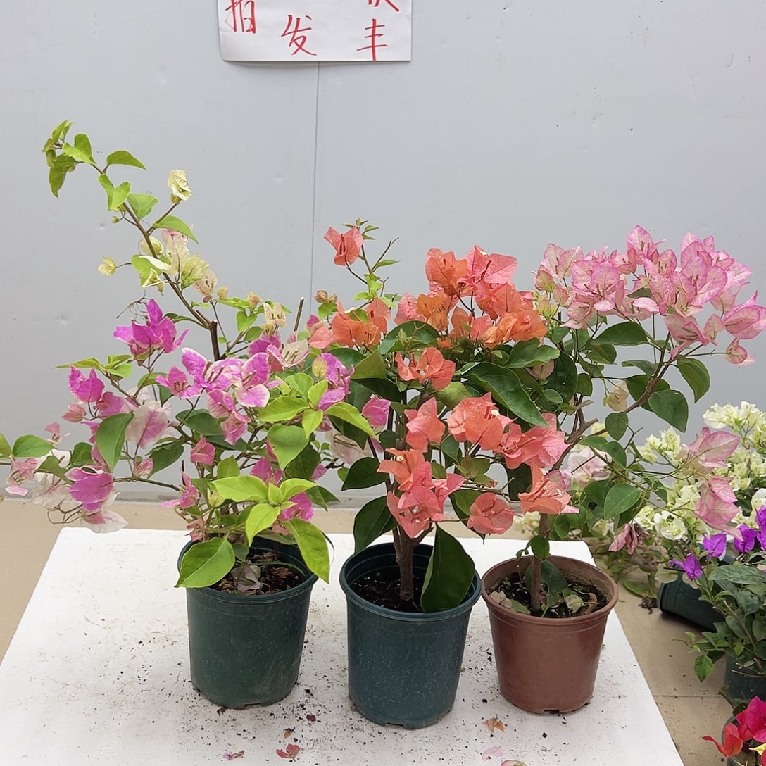 大部分花苞少量开放漳红樱，波妹，五宝