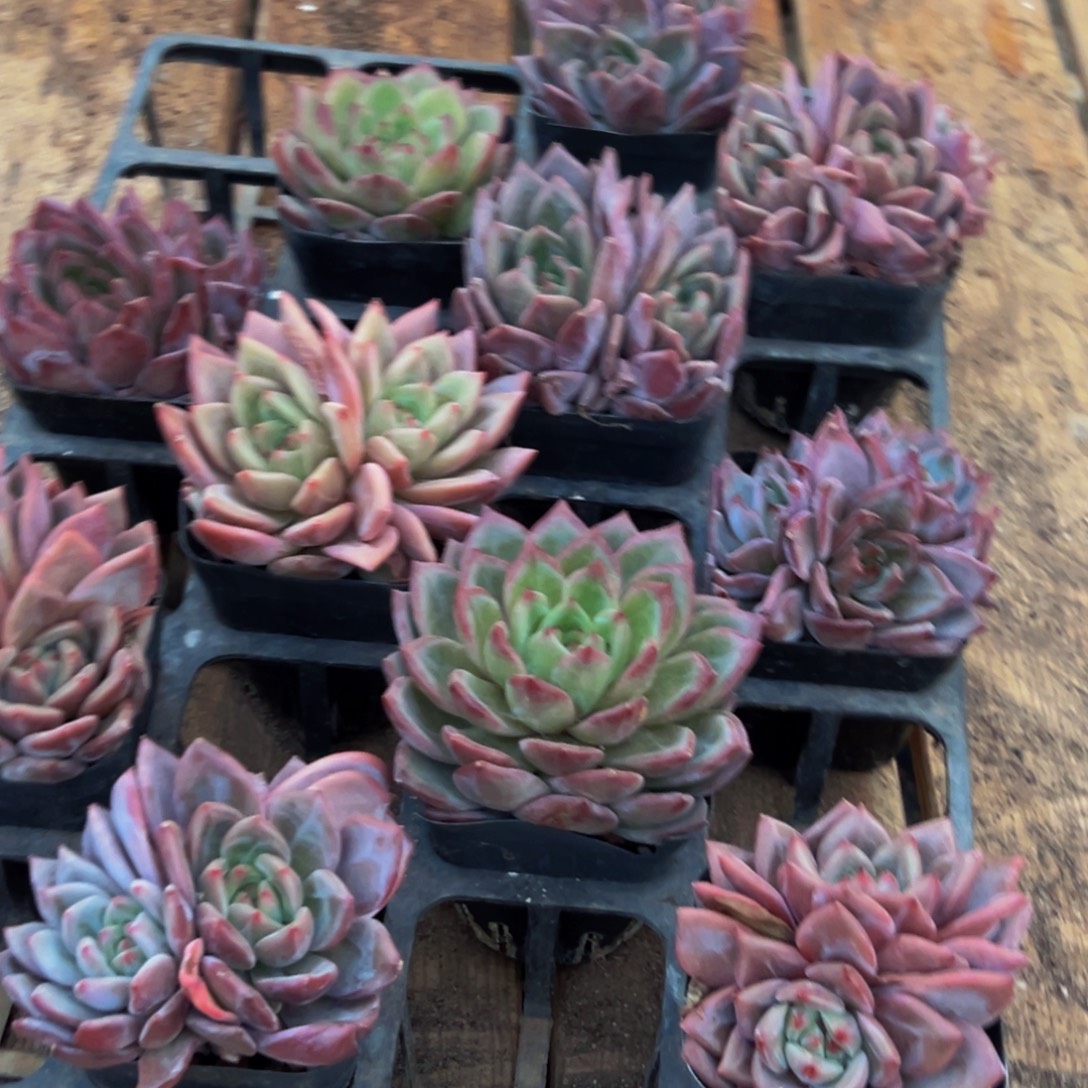 464多肉葡萄的味道是真的