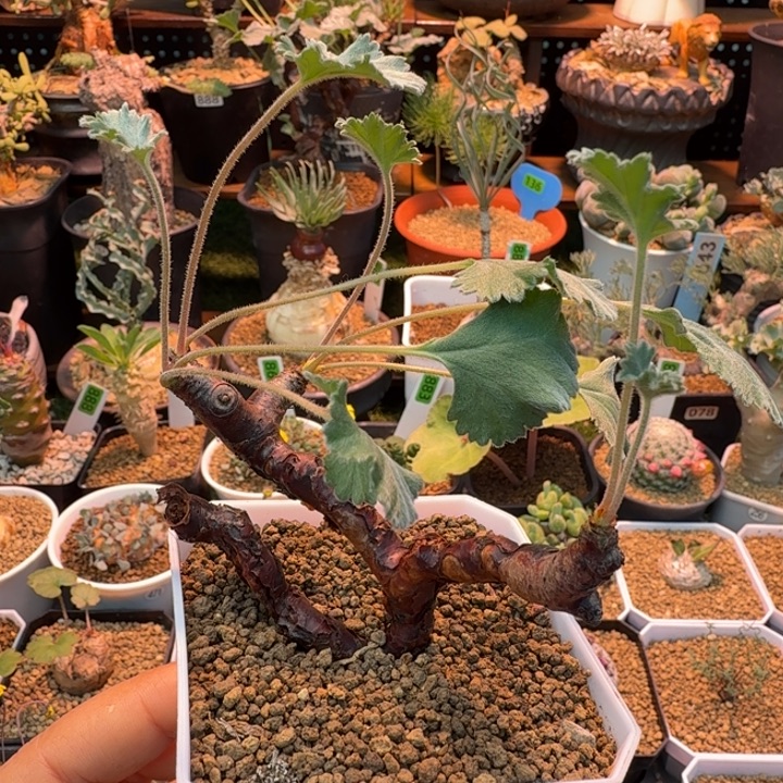 枝干洋葵690 仙人球