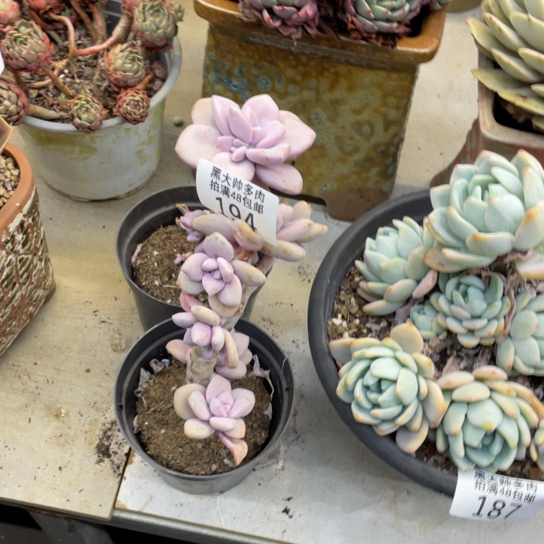 黑大帅多肉194桃爽