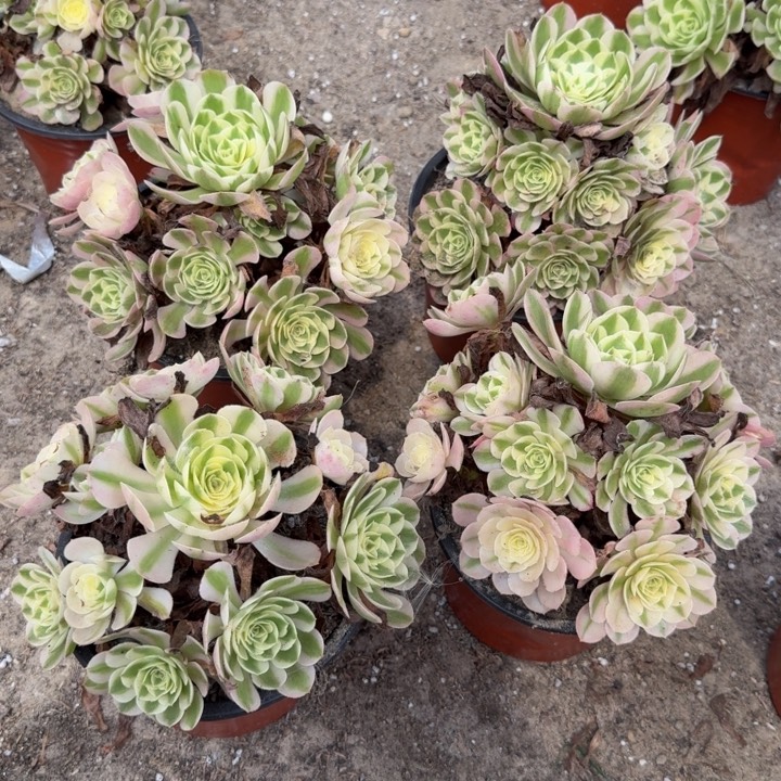 荔枝量拍。 多肉植物