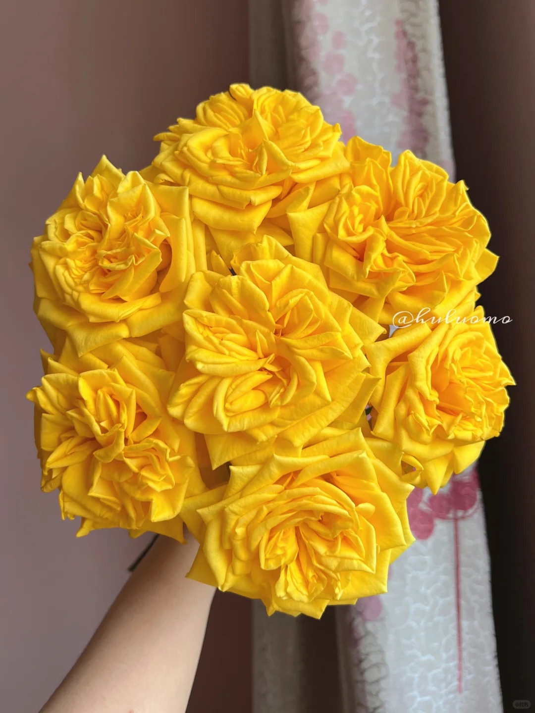 （曼曼）月光女神单头玫瑰15+5支防损鲜花任意2单包邮