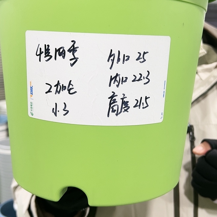 特价4号四季口25高21果绿色10个无托