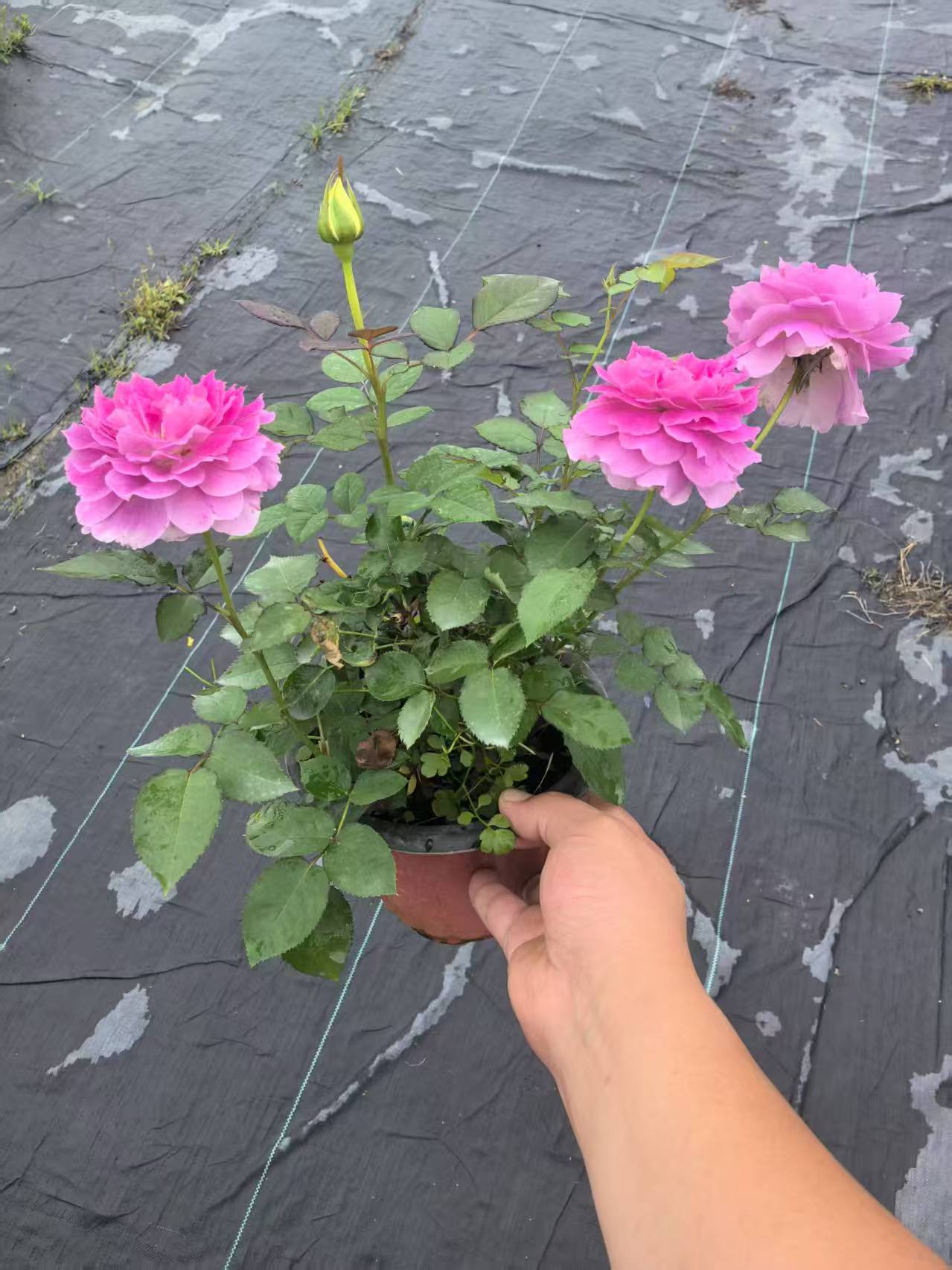 180口径盆天方夜谭带花苞四季开花卉庭院月季盆栽