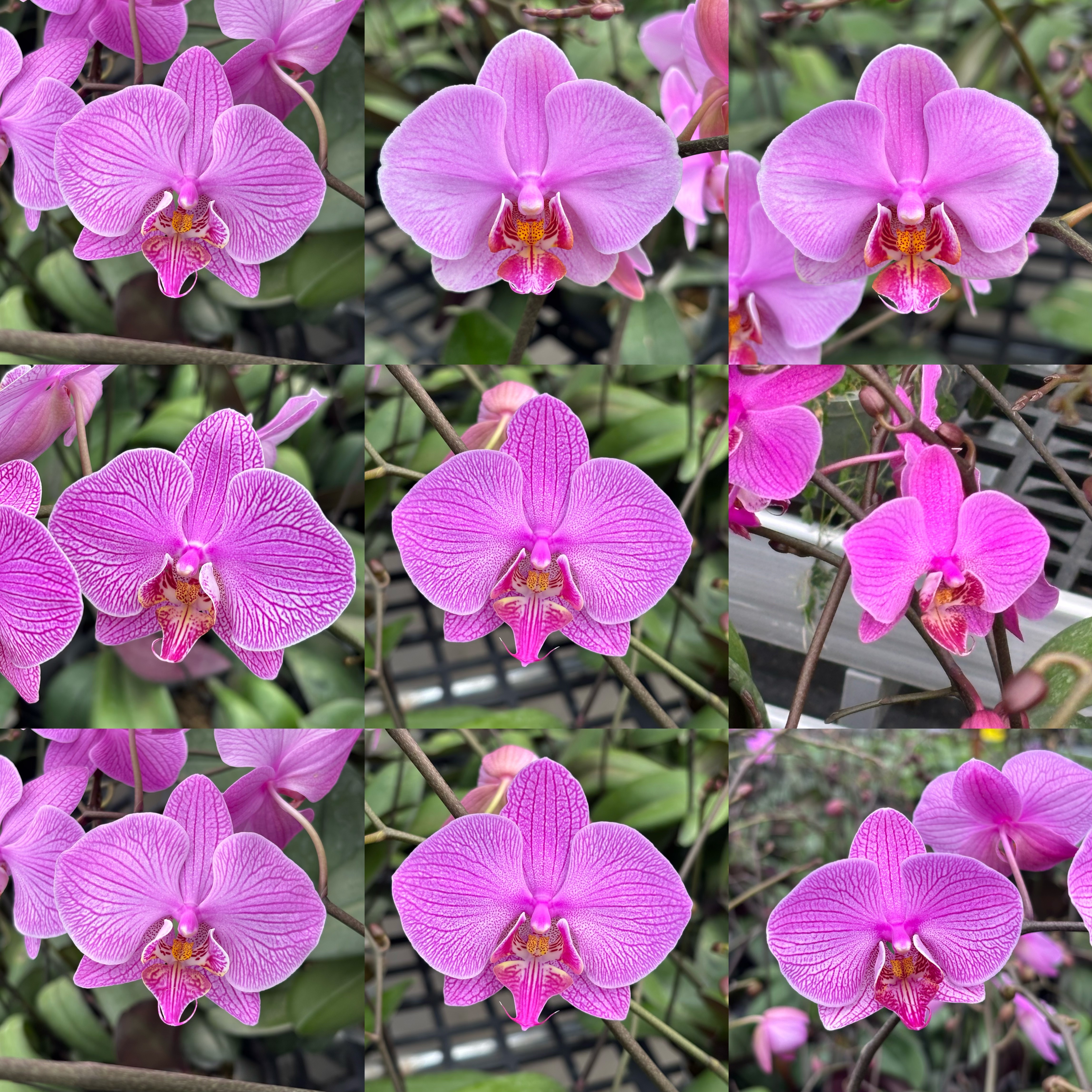 蝴蝶兰 实生西  3寸 花剑花苞（微瑕叶损少根）