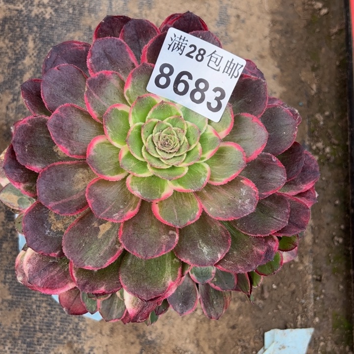 8673南花妖多肉植物