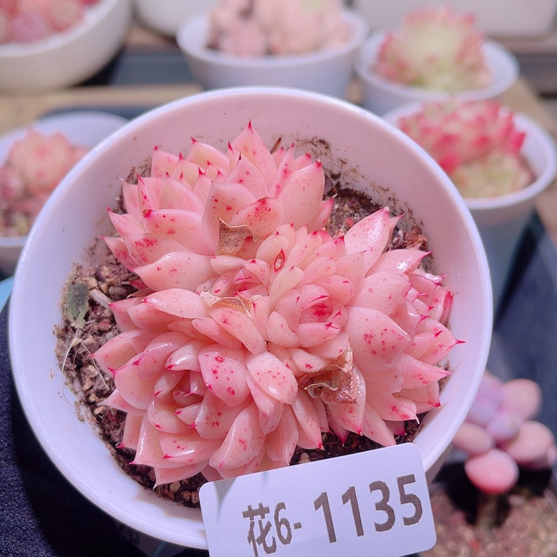 花利美6-1135麦秆