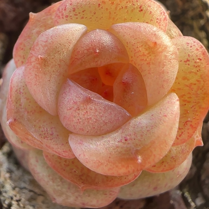 40绝绝子多肉植物一颗