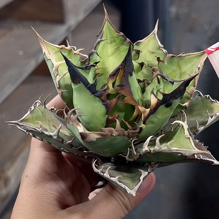 红猫11111111111111