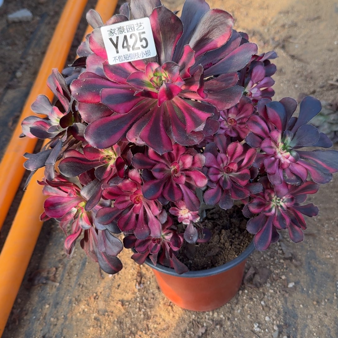 *****425花蝴蝶官服22左右2