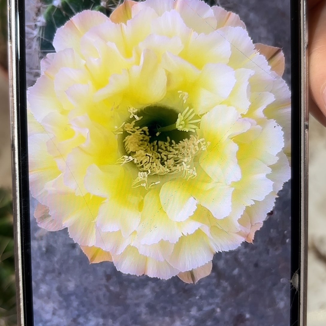 彩草青青蛋挞8公分左右