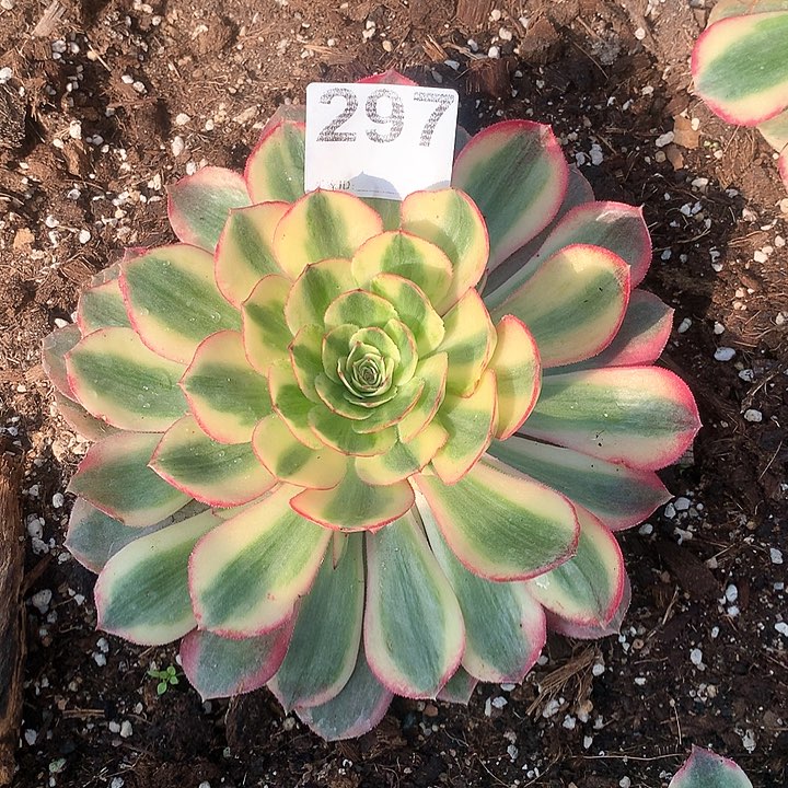 多肉法师 火龙果两层头 297