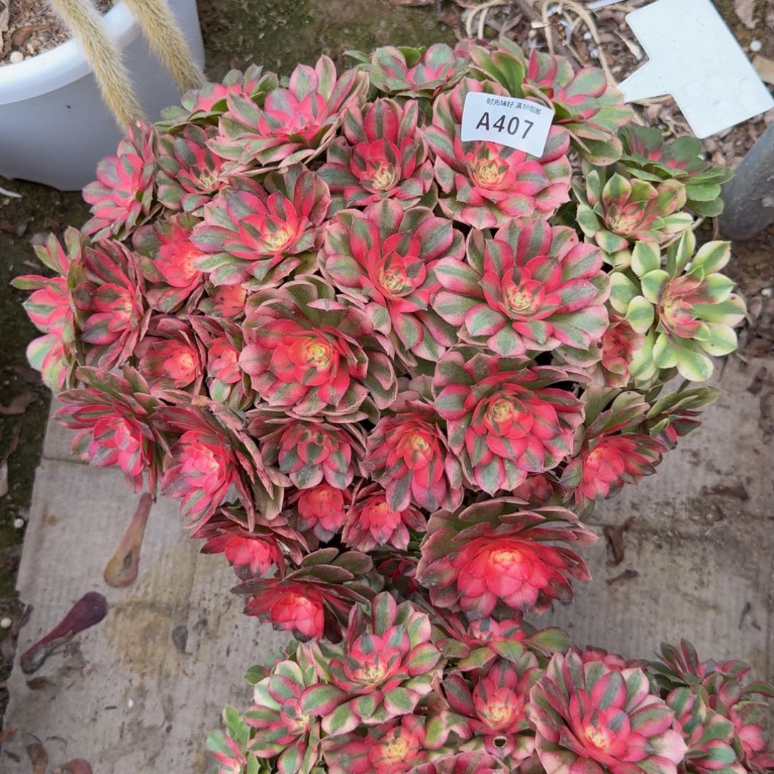 旅***1407荔枝。多肉植物