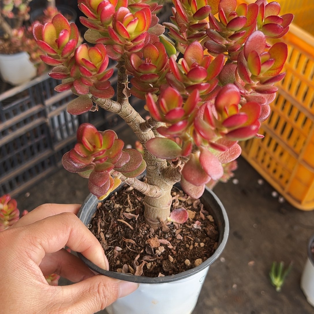 稀有小叶糖果带盆发货