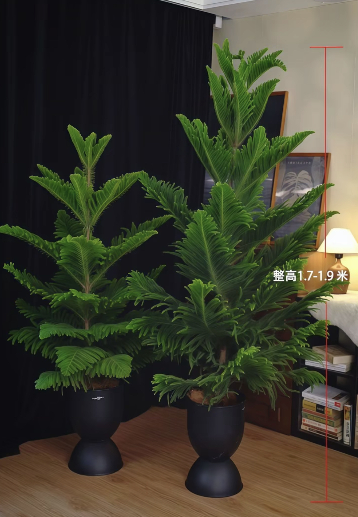 【送货上门】1.7-1.9米南洋杉圣诞树高端绿植南洋杉网红室内客厅