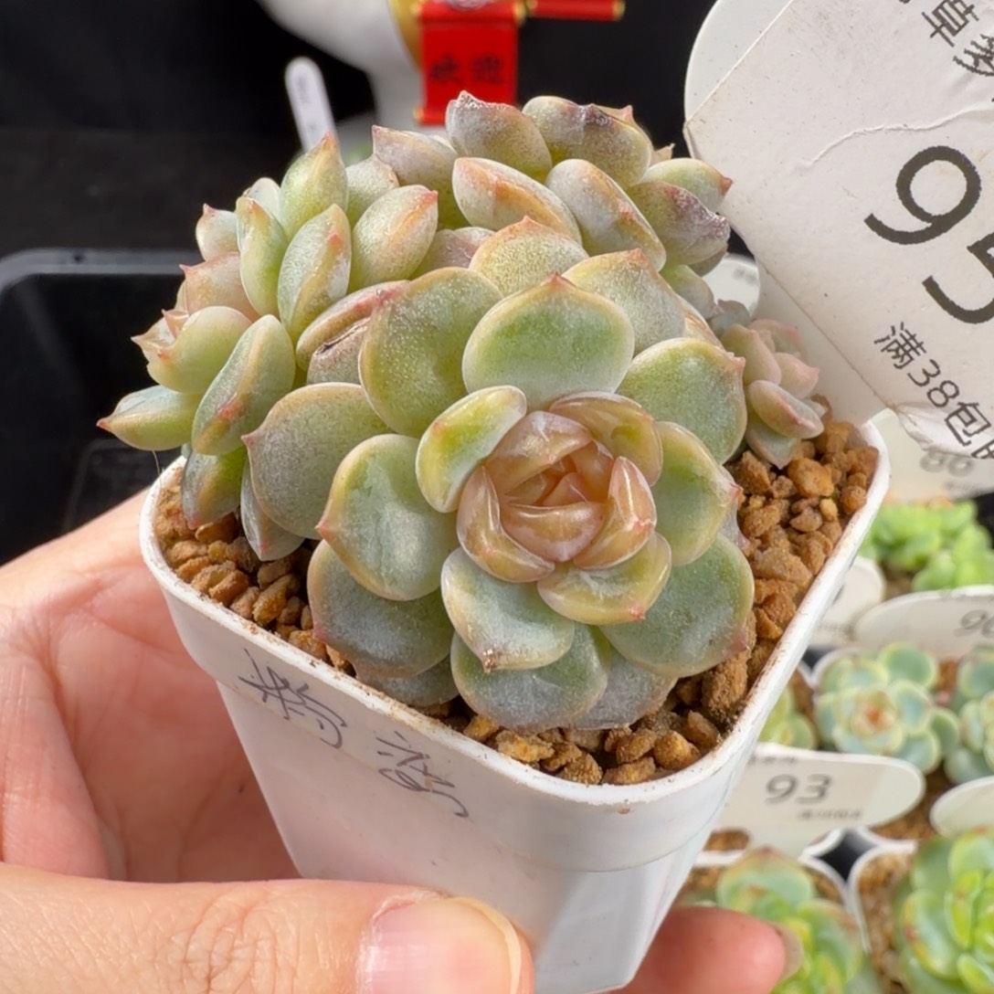 粉色恋人四头群95号