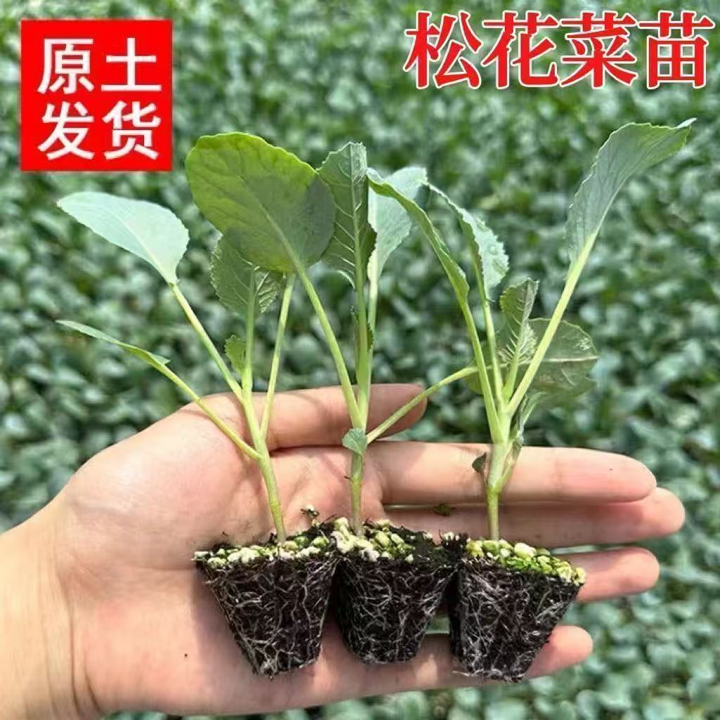 花菜苗松花菜苗紧花菜苗青埂菜花苗耐寒适合田地菜地阳台庭院种植