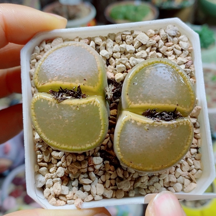 生石花花哈哈哈哈662