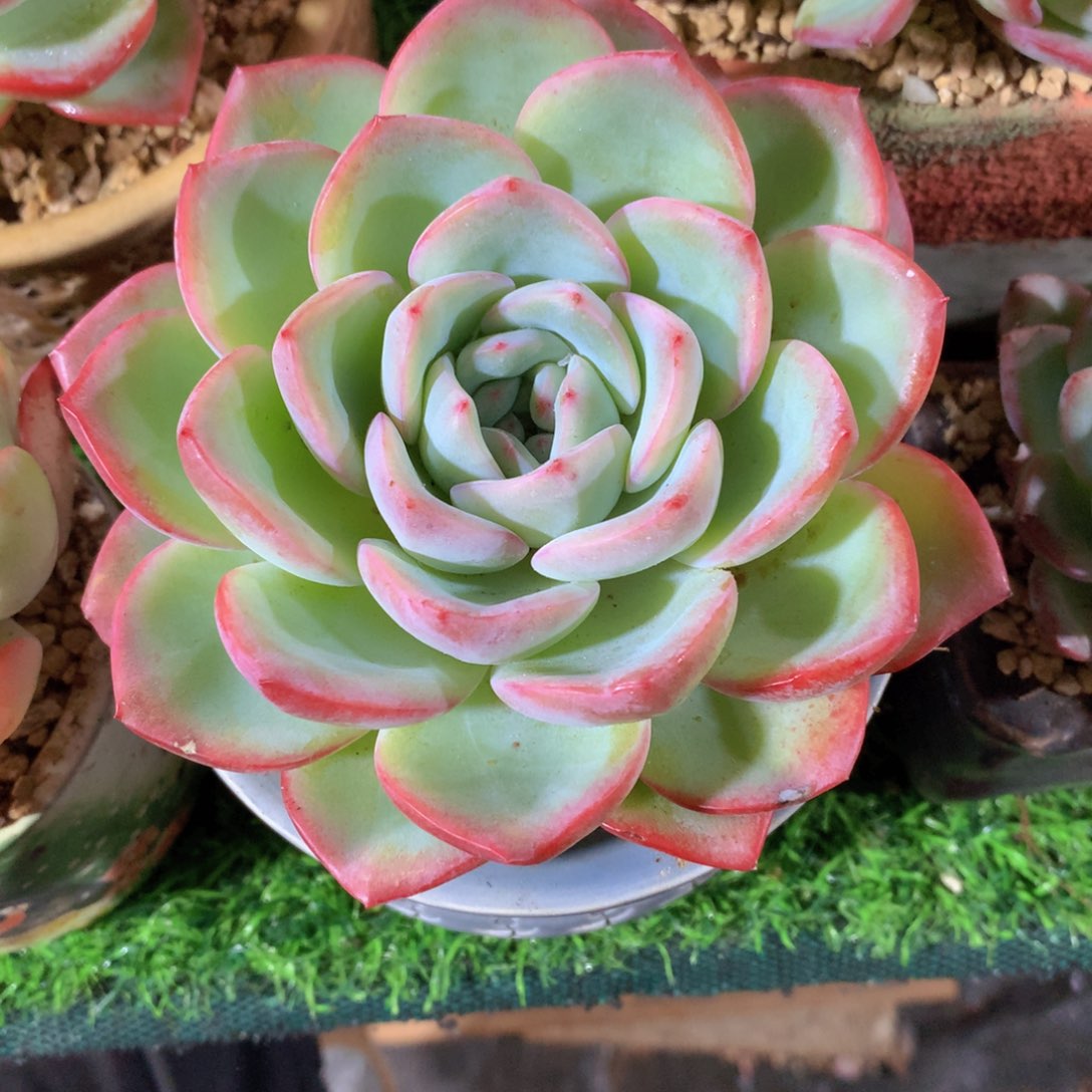 无****子泡芙大单头10 公分一物一拍