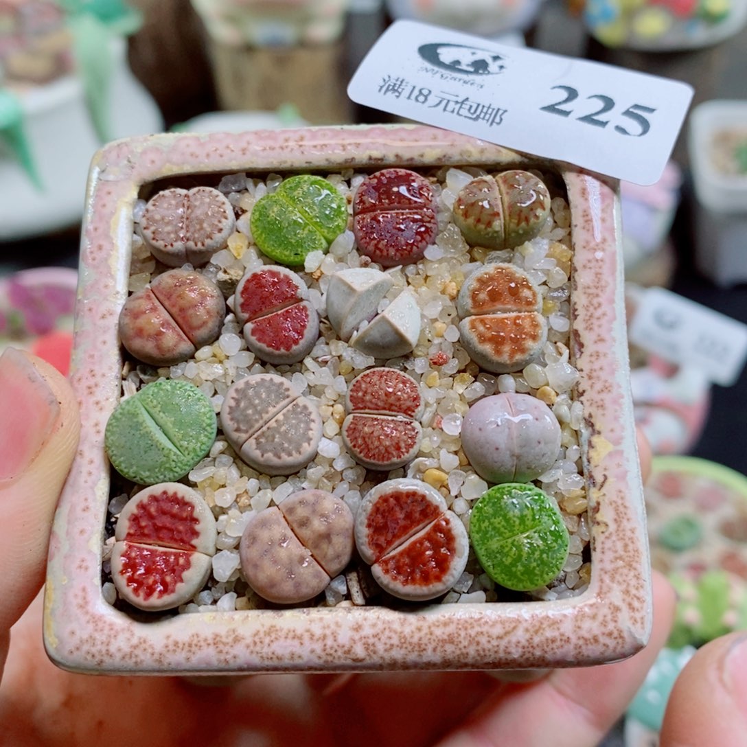 生石花花花花花花花225