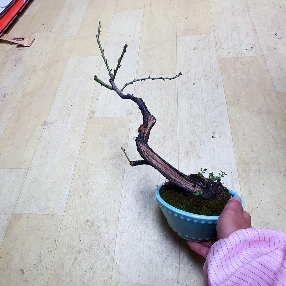 ༄***࿐无花朵绿萼梅都包邮