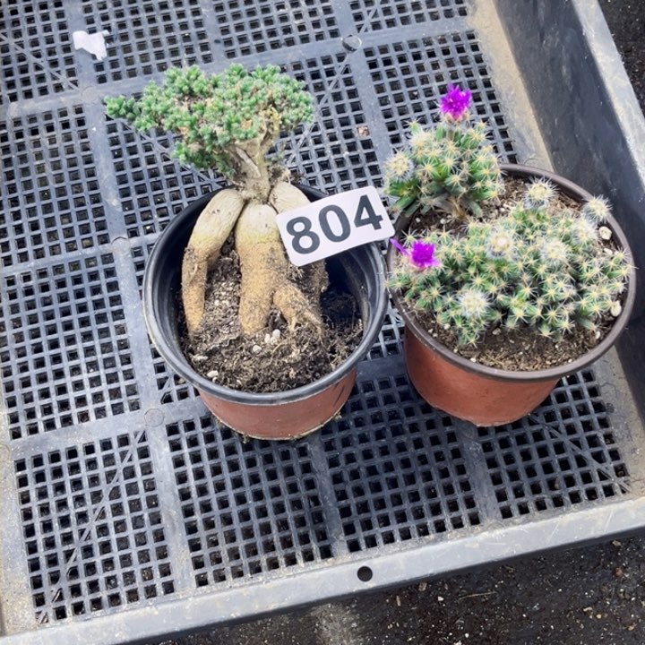 804姬红小松紫晃星