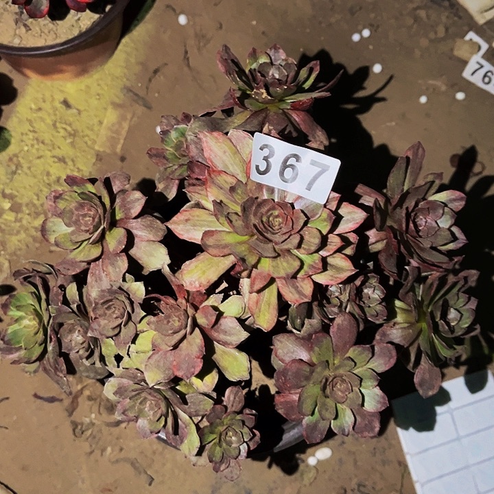 367红拉丝多肉植物