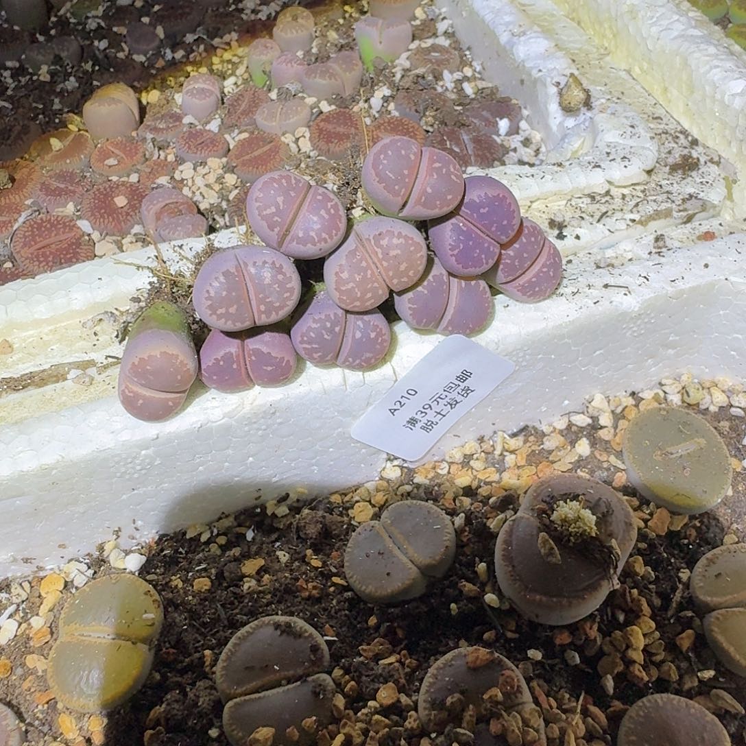 暖***W210多肉哈哈哈哈哈哈哈