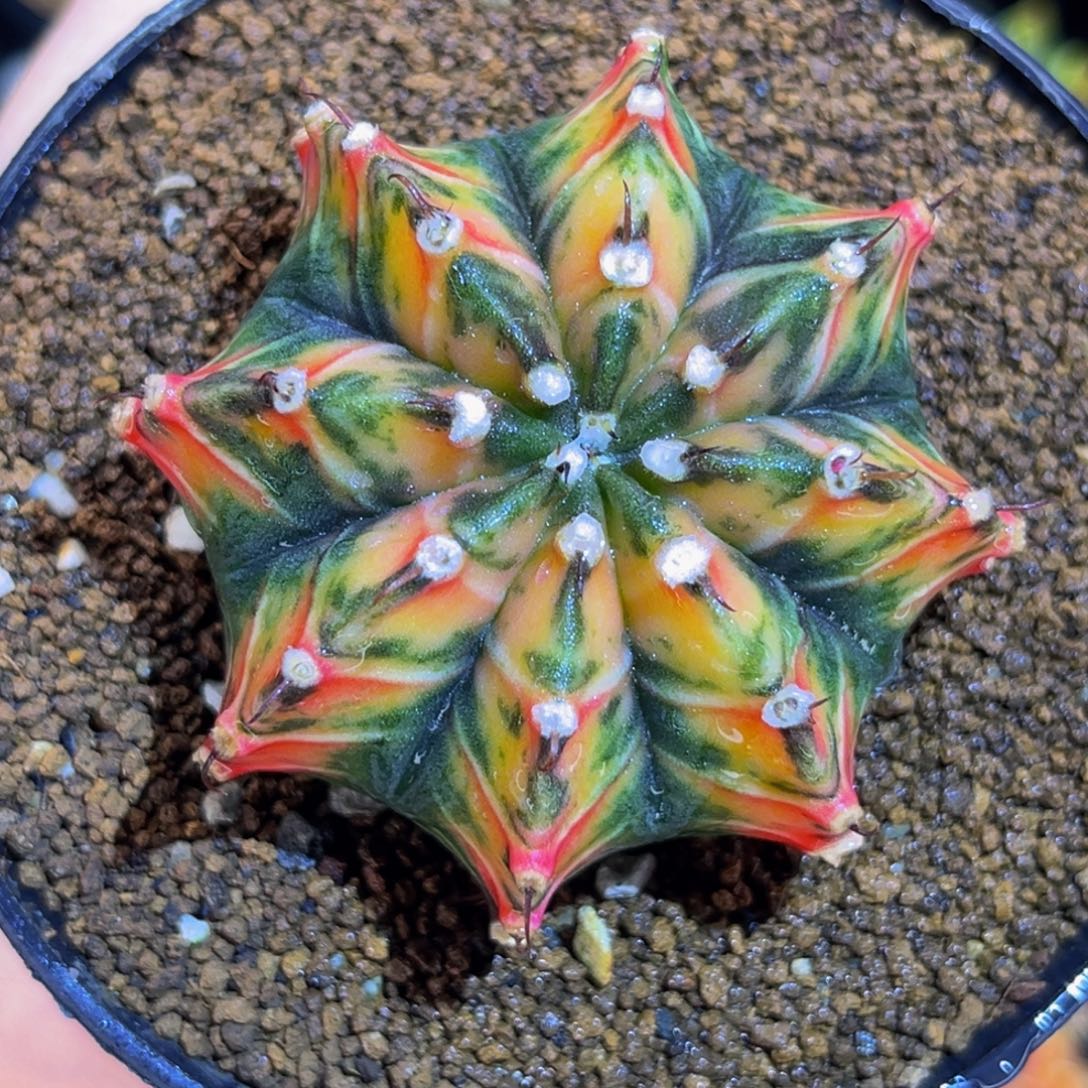 虎斑肋骨锦 米哈仙人球