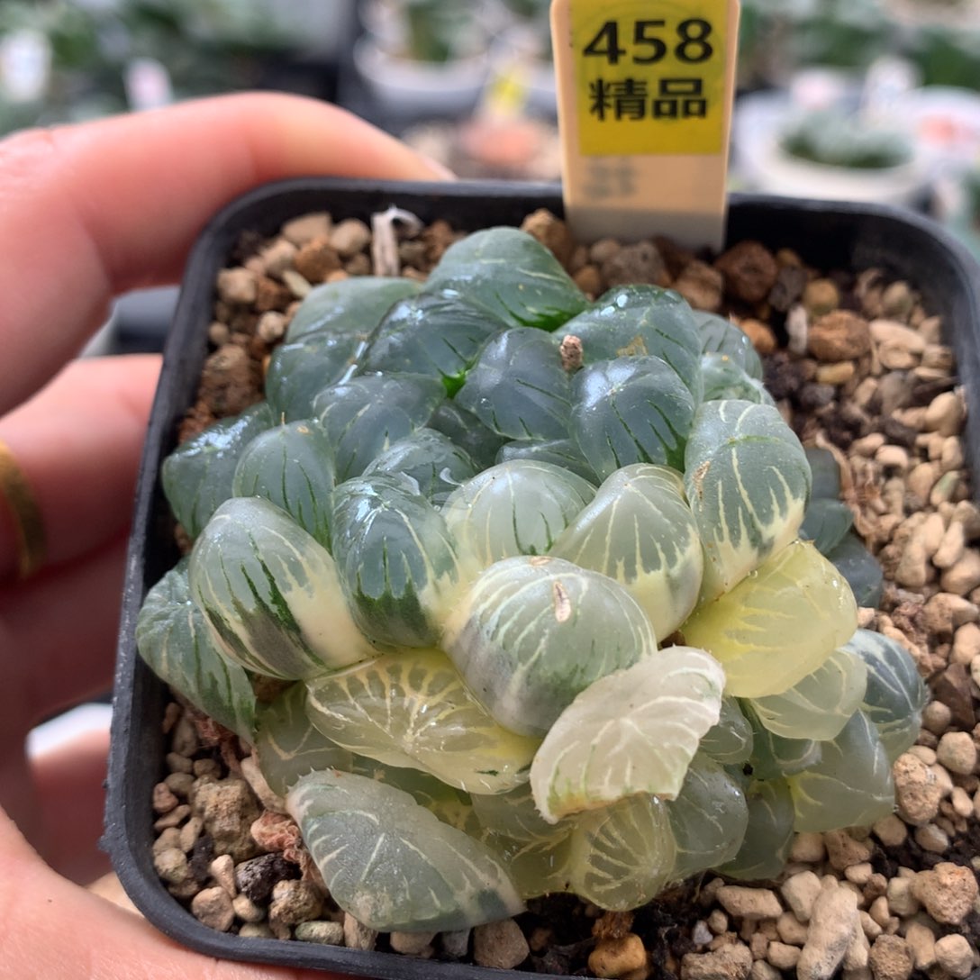 458实生玉露十二卷