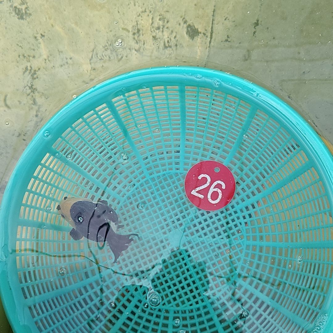 金鱼26微瑕直播间看好下单不退不换到货录完整开箱视频有售后