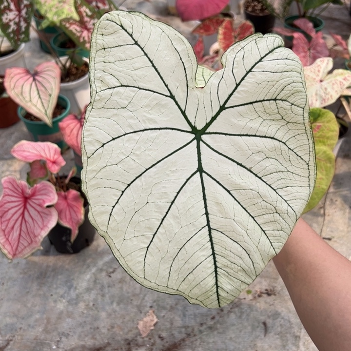晚****不开花植物A658不包种球大小不包叶损