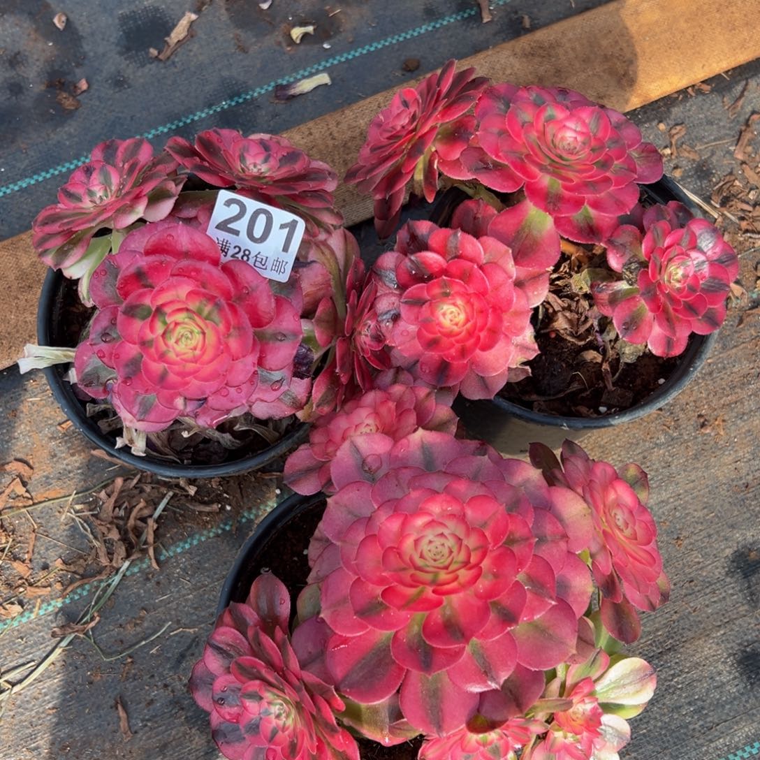 多肉植物201荔枝三颗无任何售后