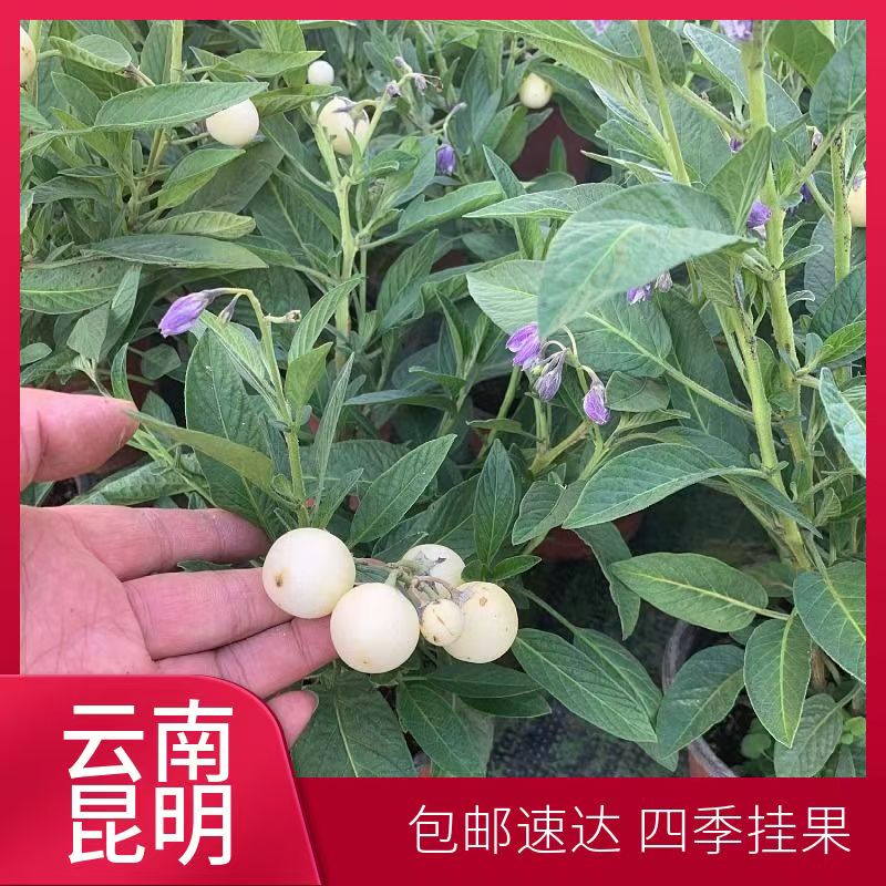 【带花带果】云南基地直发精品人参果盆栽南北方阳台庭院四季种植