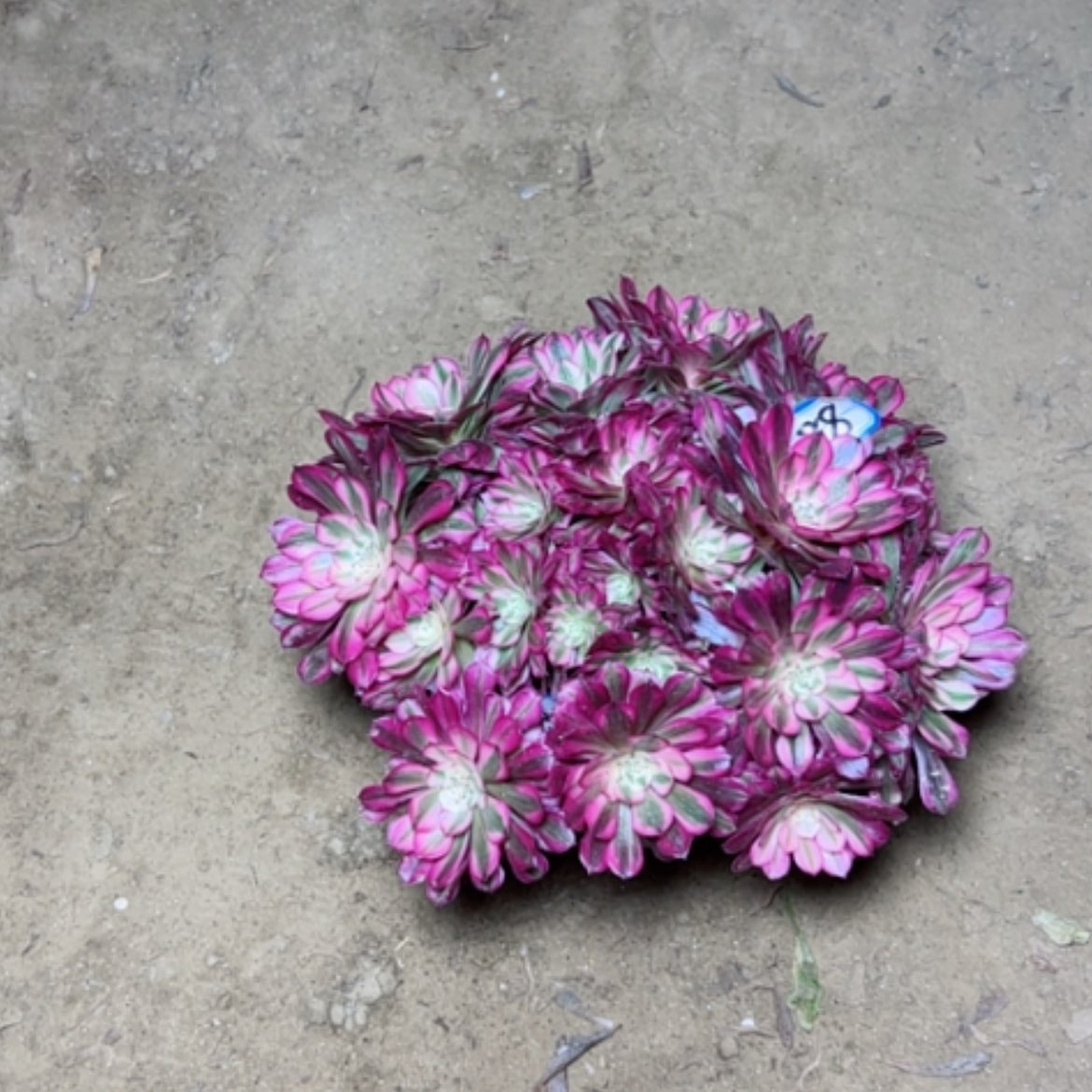 【闪购商品】多肉植物没跟88