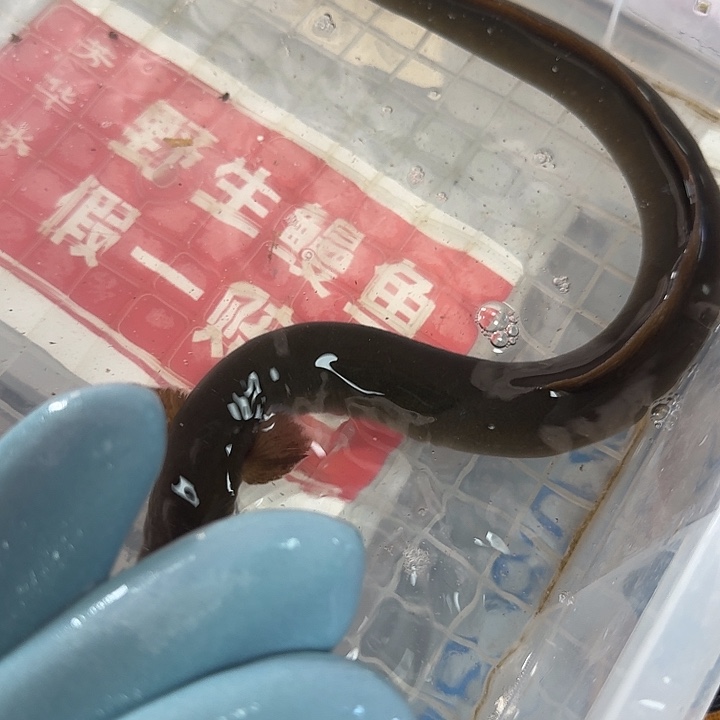 野生鳗鱼包活到家