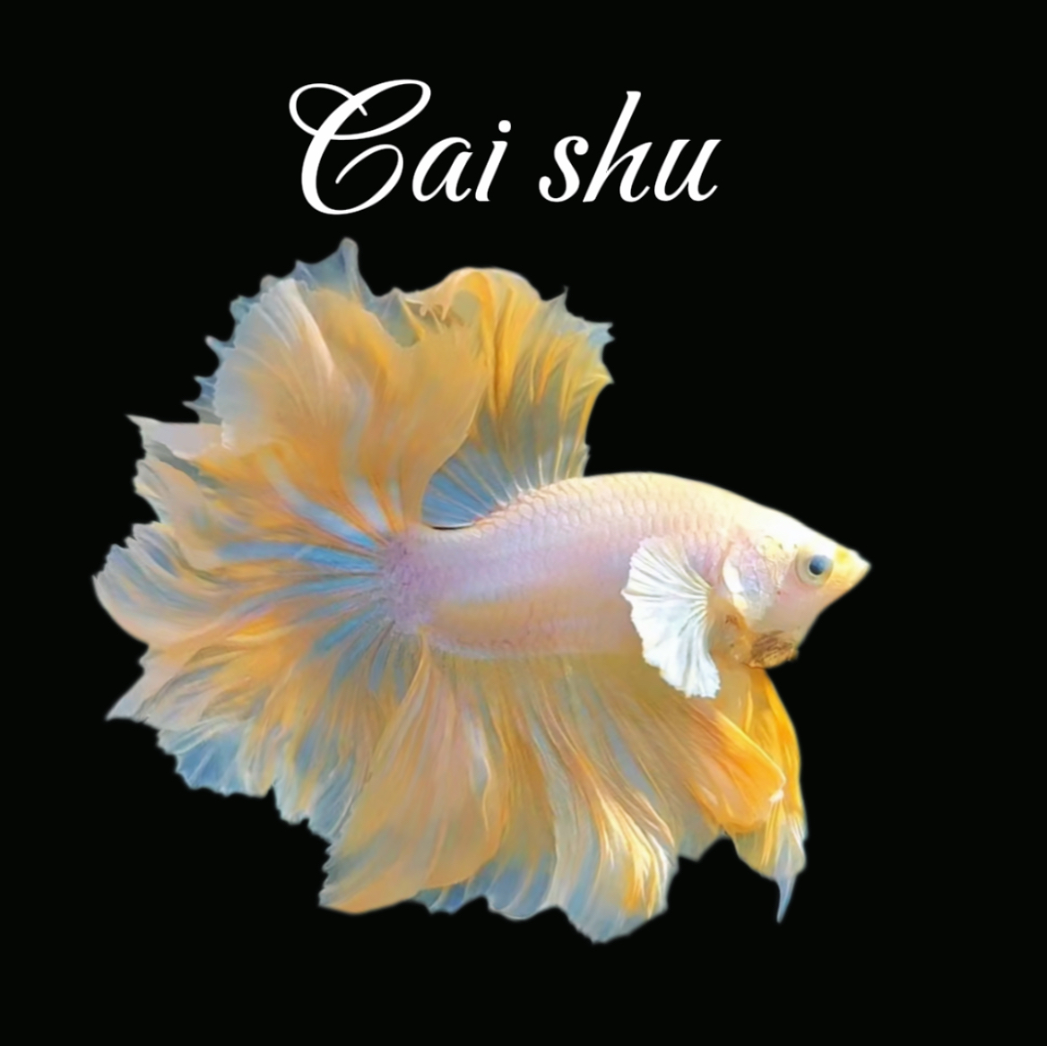 A11（241-264）泰国斗鱼小型热带观赏鱼耐活好养（直播间选鱼）