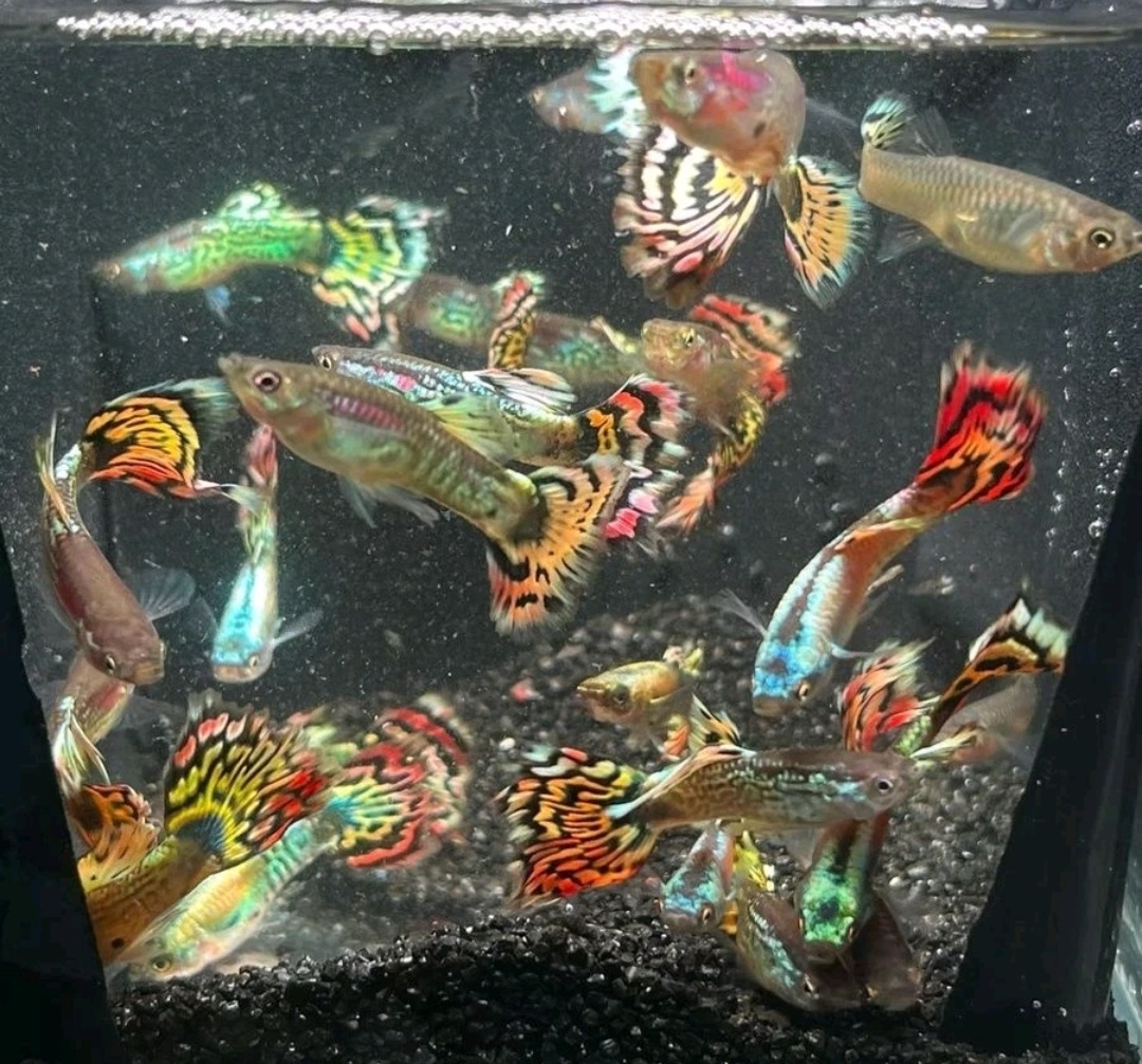 花老虎孔雀鱼2-3厘米好养耐活适合新手