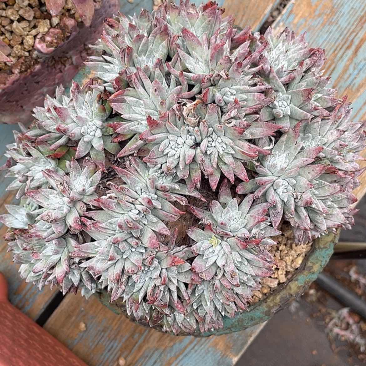 【闪购商品】白菊苹果叶大缀化