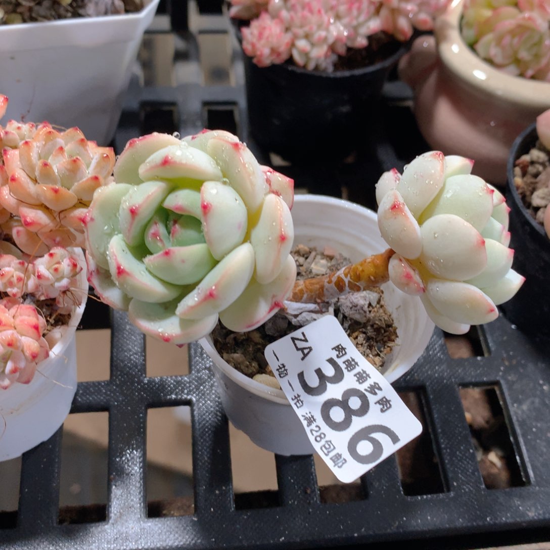 肉萌萌拇指盆精控多肉ZA386