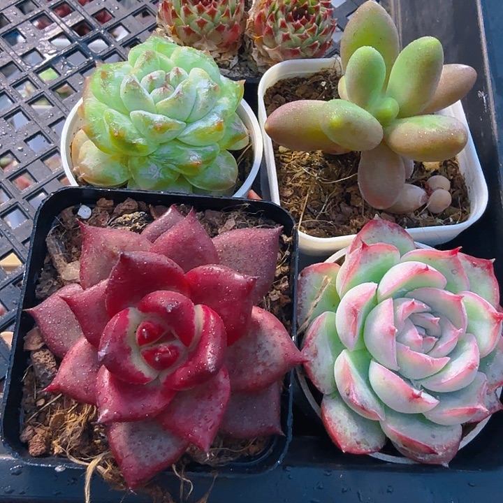 精灵套餐（满12.9包邮）