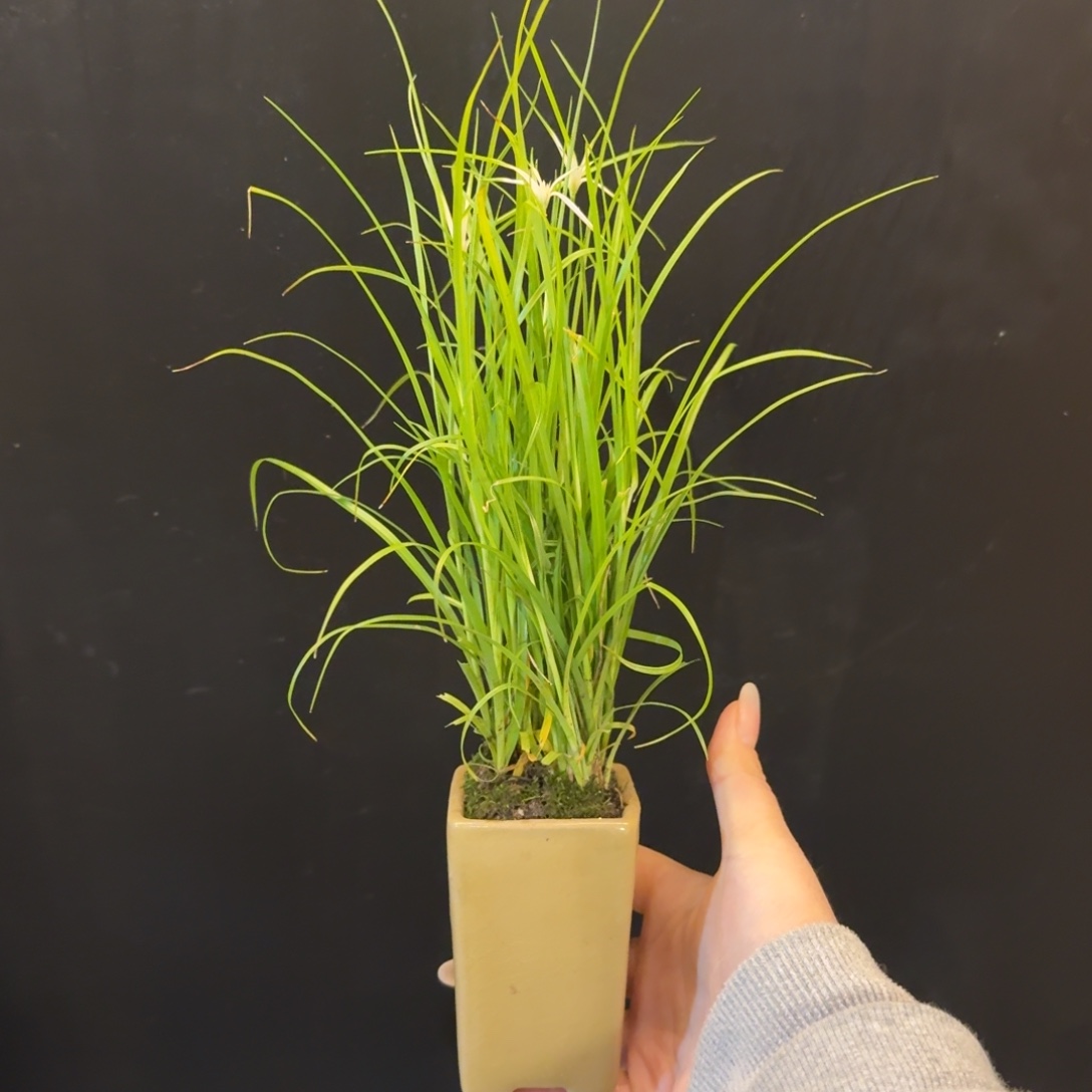 全部花朵山野草陶盆