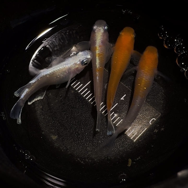 青鳉鱼一物一拍664