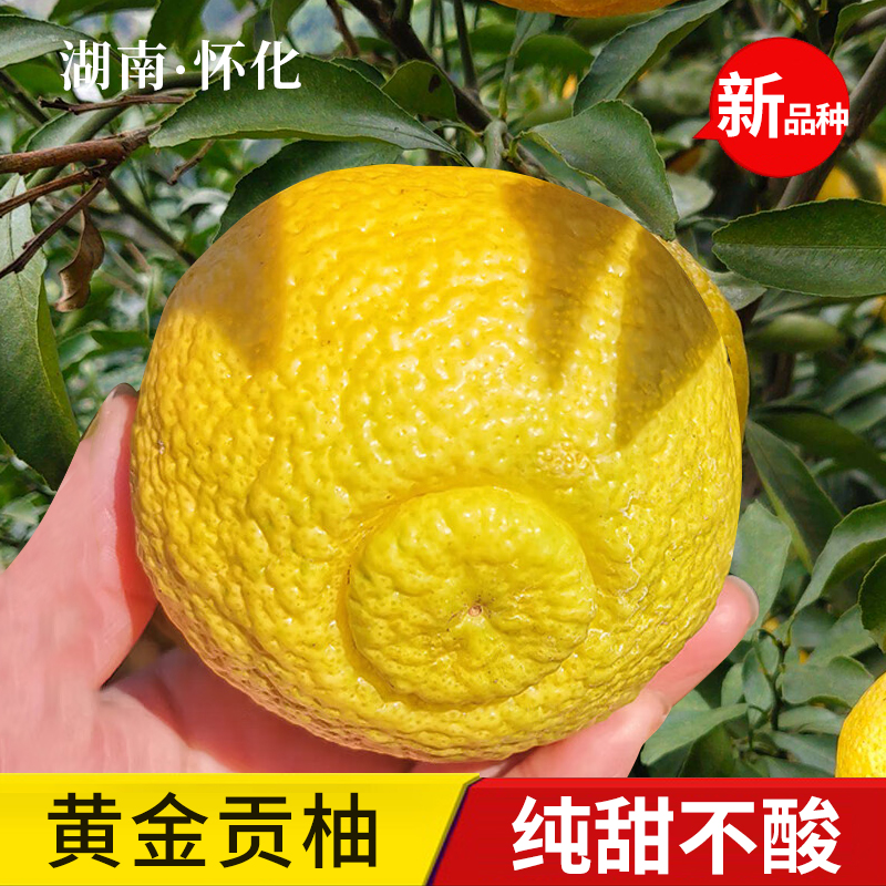 正宗洪江黄金贡柚岩垅湖南怀化安江纯甜春香金柚新鲜水果象山青