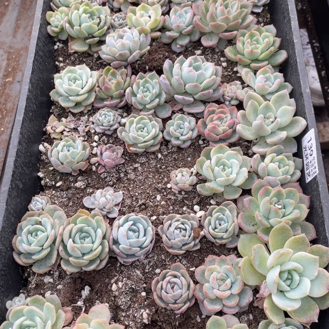 139 混合播种一筐特价，不包保温不包售后