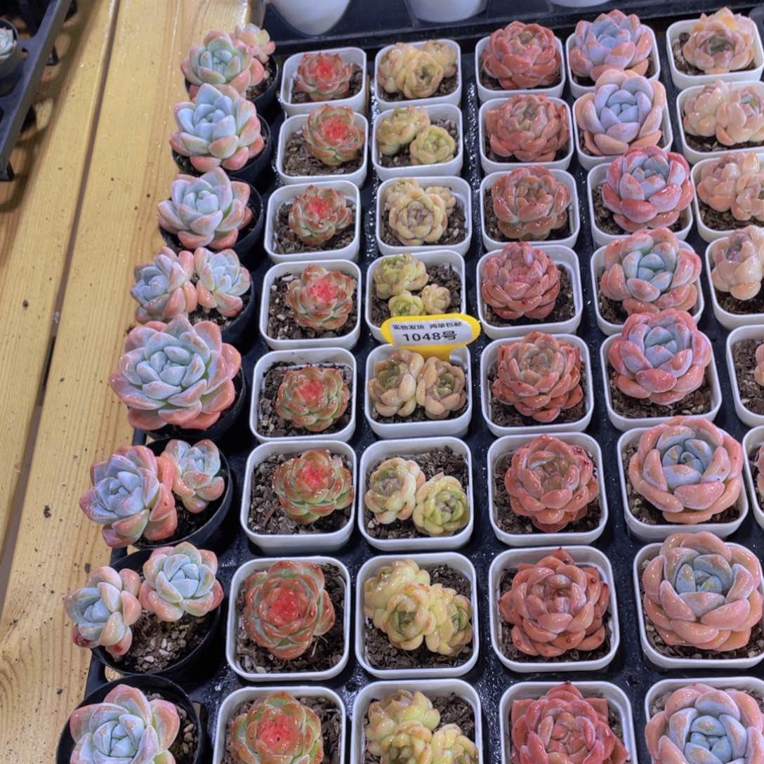 1048号 开播福利高货美肉六个