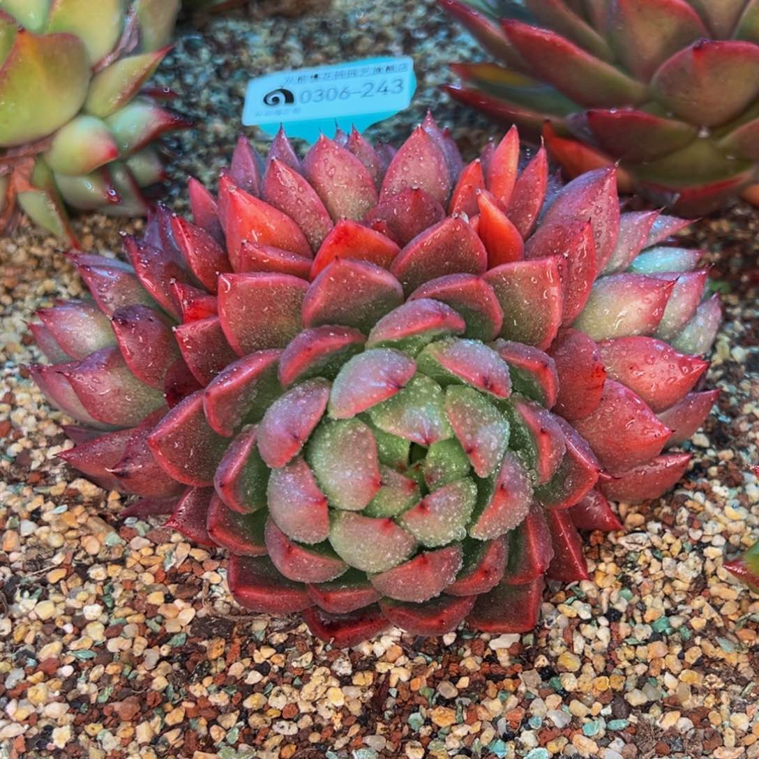 从前慢多肉精选编号0306.243